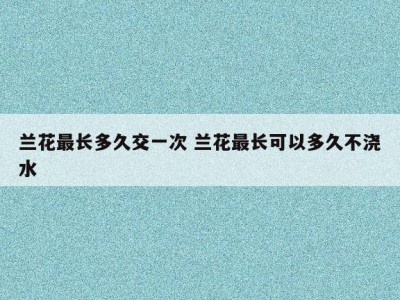 兰花最长多久交一次 兰花最长可以多久不浇水