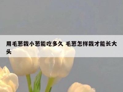 用毛葱栽小葱能吃多久 毛葱怎样栽才能长大头