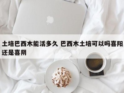 土培巴西木能活多久 巴西木土培可以吗喜阳还是喜阴