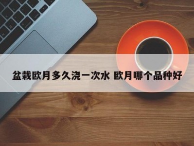 盆栽欧月多久浇一次水 欧月哪个品种好