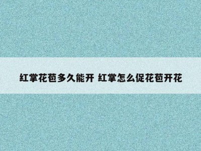 红掌花苞多久能开 红掌怎么促花苞开花