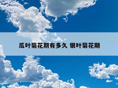 瓜叶菊花期有多久 银叶菊花期