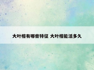 大叶榕有哪些特征 大叶榕能活多久