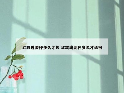 红玫瑰要种多久才长 红玫瑰要种多久才长根