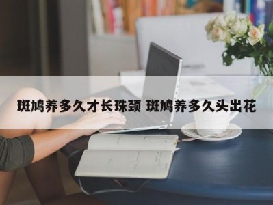 斑鸠养多久才长珠颈 斑鸠养多久头出花