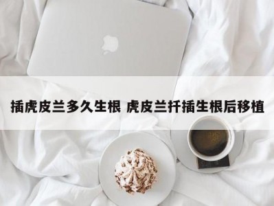 插虎皮兰多久生根 虎皮兰扦插生根后移植