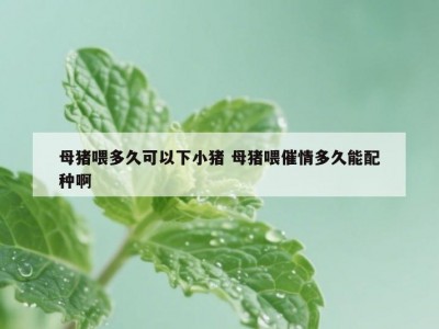 母猪喂多久可以下小猪 母猪喂催情多久能配种啊