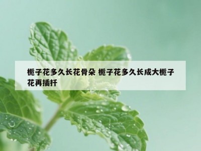 栀子花多久长花骨朵 栀子花多久长成大栀子花再插扦