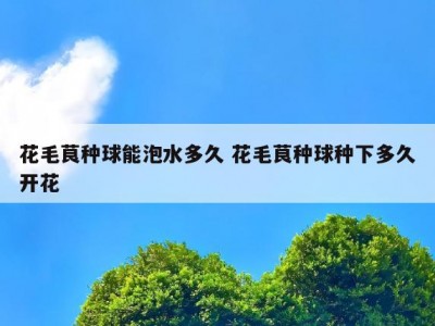 花毛茛种球能泡水多久 花毛茛种球种下多久开花