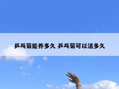 乒乓菊能养多久 乒乓菊可以活多久