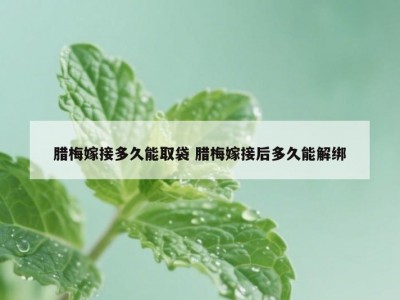 腊梅嫁接多久能取袋 腊梅嫁接后多久能解绑