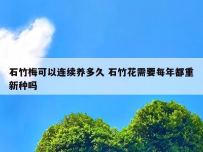 石竹梅可以连续养多久 石竹花需要每年都重新种吗