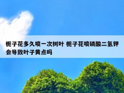 栀子花多久喷一次树叶 栀子花喷磷酸二氢钾会导致叶子黄点吗