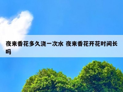 夜来香花多久浇一次水 夜来香花开花时间长吗