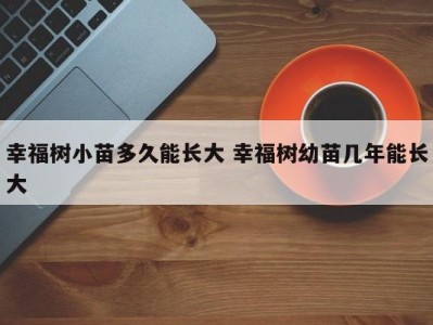 幸福树小苗多久能长大 幸福树幼苗几年能长大