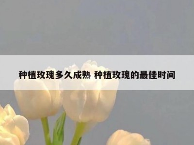 种植玫瑰多久成熟 种植玫瑰的最佳时间