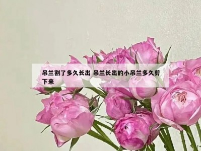 吊兰割了多久长出 吊兰长出的小吊兰多久剪下来