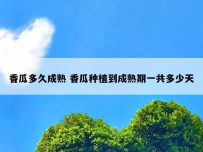 香瓜多久成熟 香瓜种植到成熟期一共多少天