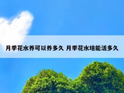 月季花水养可以养多久 月季花水培能活多久