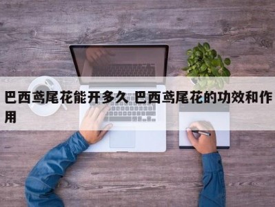 巴西鸢尾花能开多久 巴西鸢尾花的功效和作用