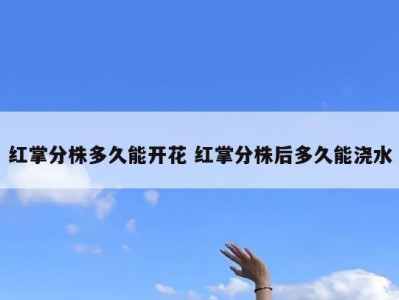 红掌分株多久能开花 红掌分株后多久能浇水