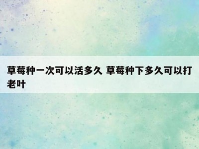 草莓种一次可以活多久 草莓种下多久可以打老叶