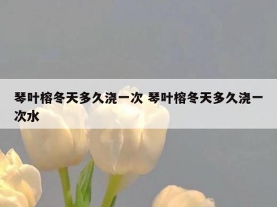 琴叶榕冬天多久浇一次 琴叶榕冬天多久浇一次水