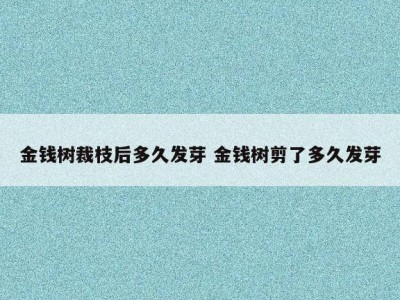 金钱树裁枝后多久发芽 金钱树剪了多久发芽