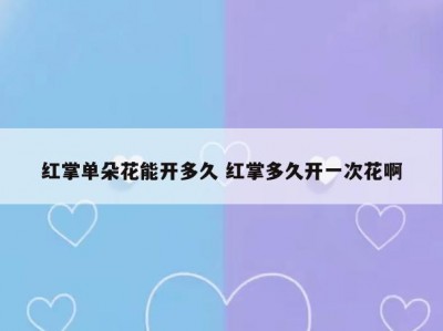 红掌单朵花能开多久 红掌多久开一次花啊