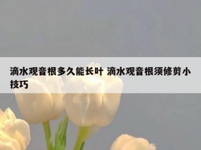 滴水观音根多久能长叶 滴水观音根须修剪小技巧