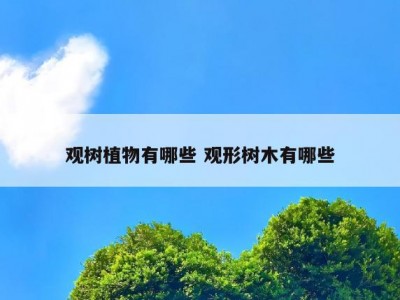 观树植物有哪些 观形树木有哪些