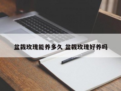 盆栽玫瑰能养多久 盆栽玫瑰好养吗