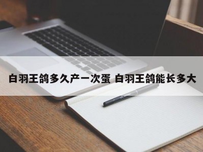 白羽王鸽多久产一次蛋 白羽王鸽能长多大