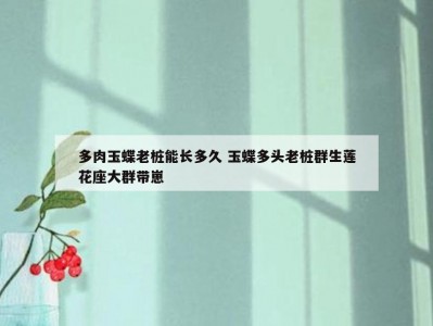 多肉玉蝶老桩能长多久 玉蝶多头老桩群生莲花座大群带崽