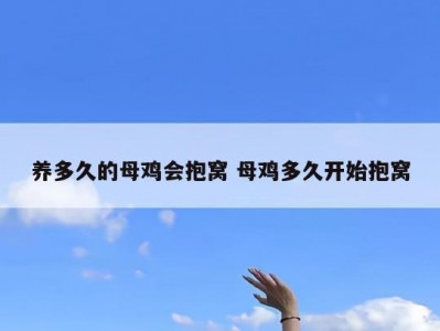 养多久的母鸡会抱窝 母鸡多久开始抱窝