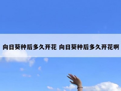 向日葵种后多久开花 向日葵种后多久开花啊