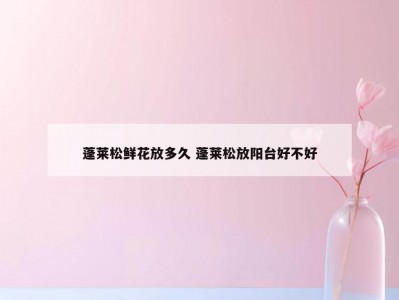 蓬莱松鲜花放多久 蓬莱松放阳台好不好