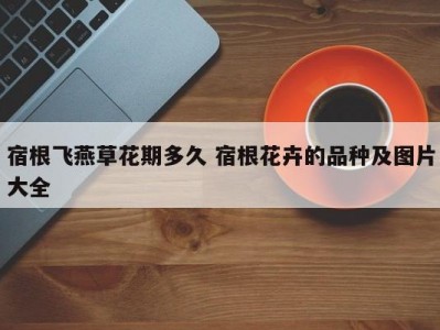 宿根飞燕草花期多久 宿根花卉的品种及图片大全