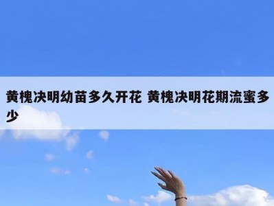 黄槐决明幼苗多久开花 黄槐决明花期流蜜多少
