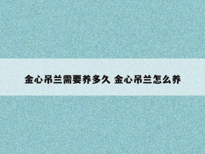 金心吊兰需要养多久 金心吊兰怎么养