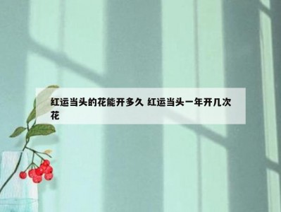 红运当头的花能开多久 红运当头一年开几次花