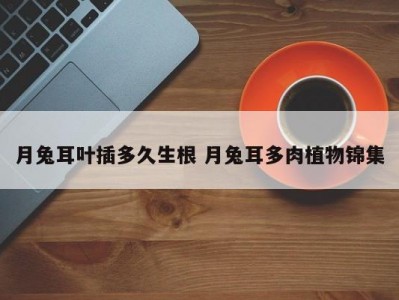 月兔耳叶插多久生根 月兔耳多肉植物锦集