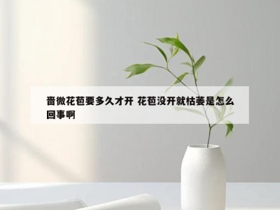 啬微花苞要多久才开 花苞没开就枯萎是怎么回事啊