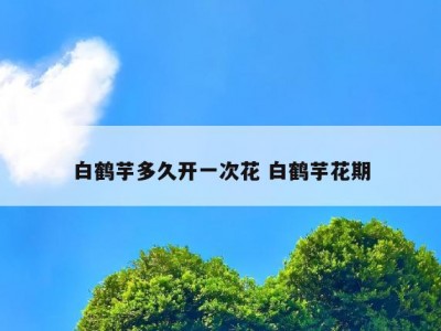 白鹤芋多久开一次花 白鹤芋花期