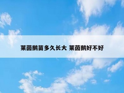 莱茵鹅苗多久长大 莱茵鹅好不好