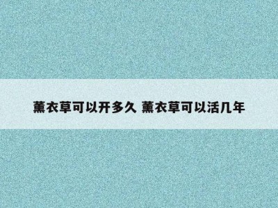 薰衣草可以开多久 薰衣草可以活几年