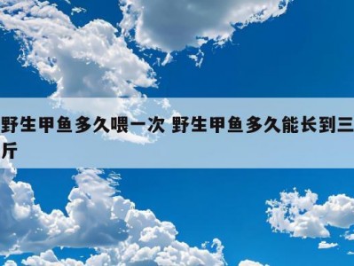 野生甲鱼多久喂一次 野生甲鱼多久能长到三斤