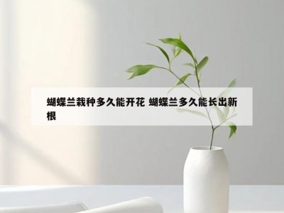 蝴蝶兰栽种多久能开花 蝴蝶兰多久能长出新根