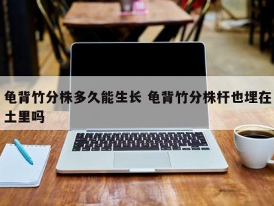 龟背竹分株多久能生长 龟背竹分株杆也埋在土里吗