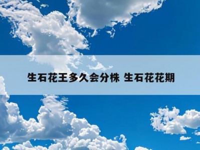 生石花王多久会分株 生石花花期